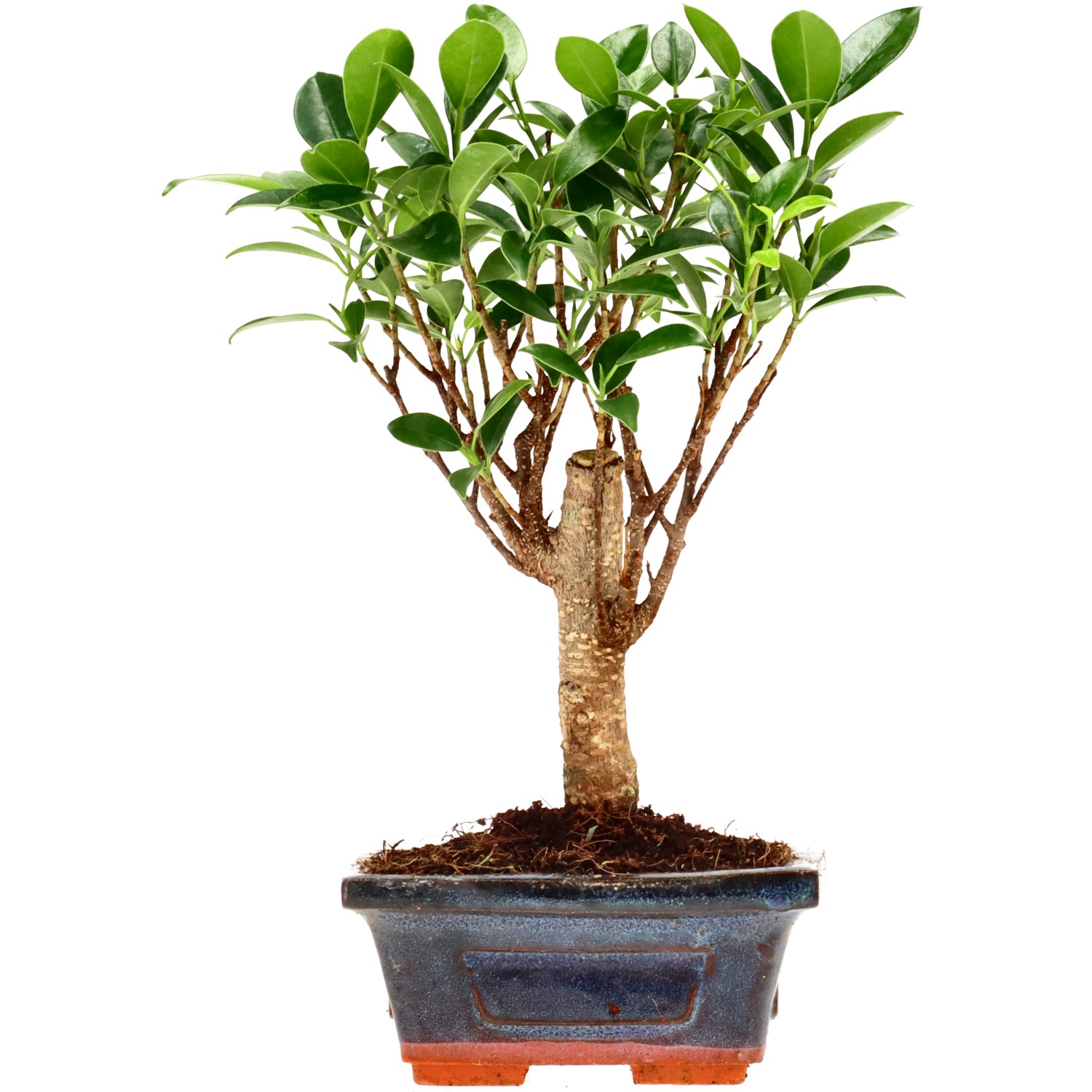 bonsai.fallbackImageTitle bonsai.fallbackImageTitle