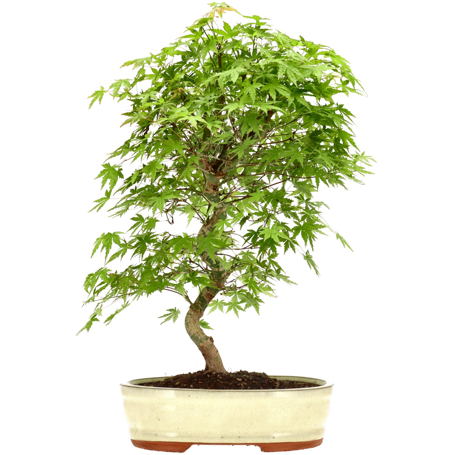 Arce palmado japonés, aprox. 15 años (45 cm)