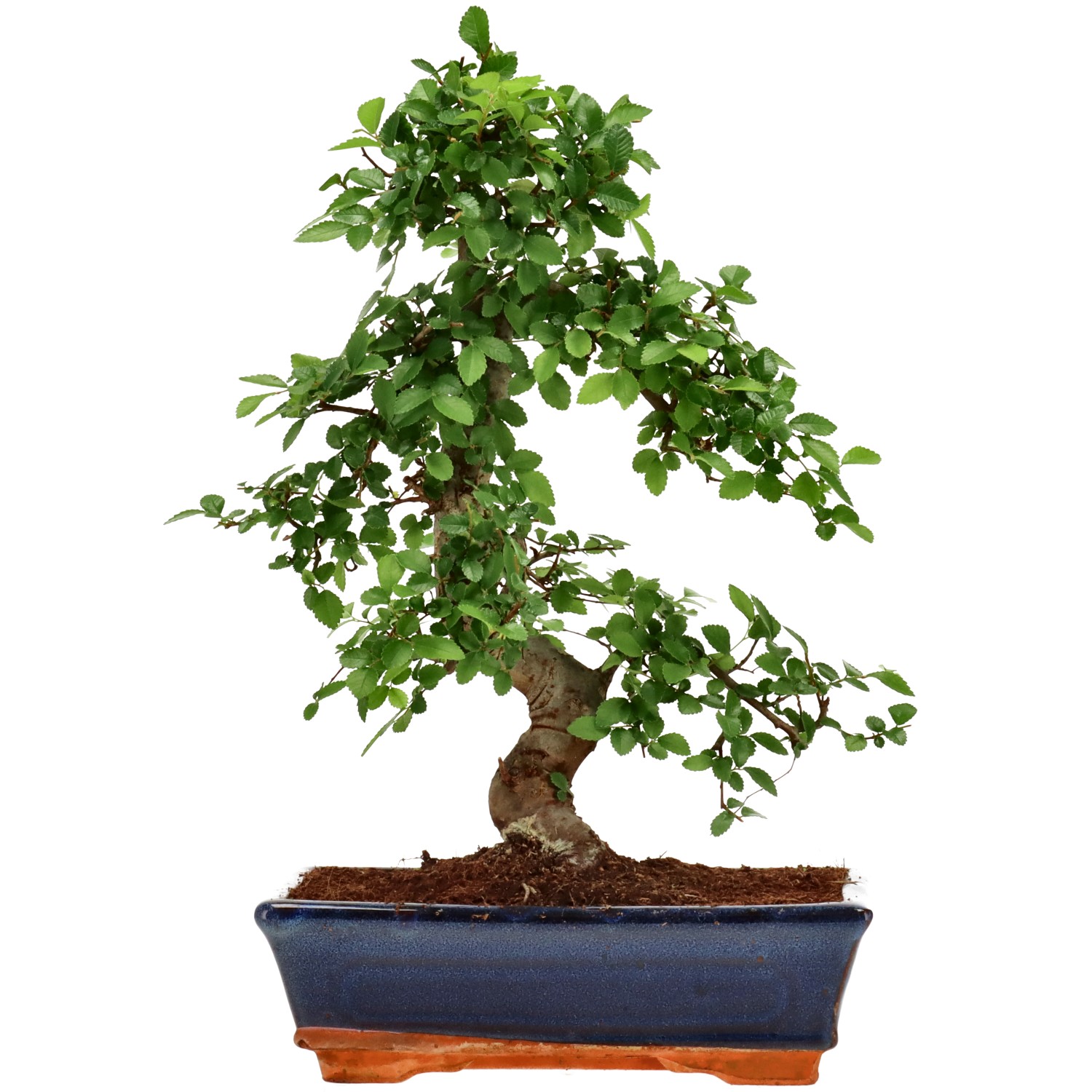 Chin. Ulme, ca. 12 J. (36 cm)