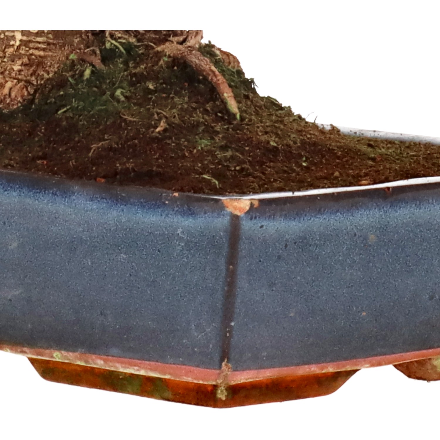 bonsai.fallbackImageTitle