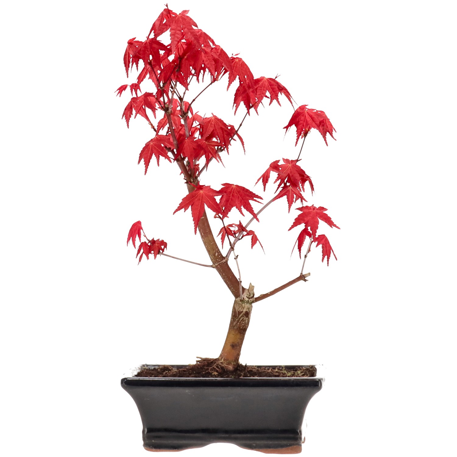 Érable du Japon (Deshojo), greffé, env. 7 ans (27 cm)