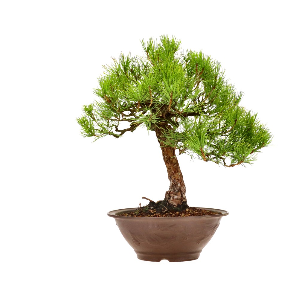 bonsai.fallbackImageTitle