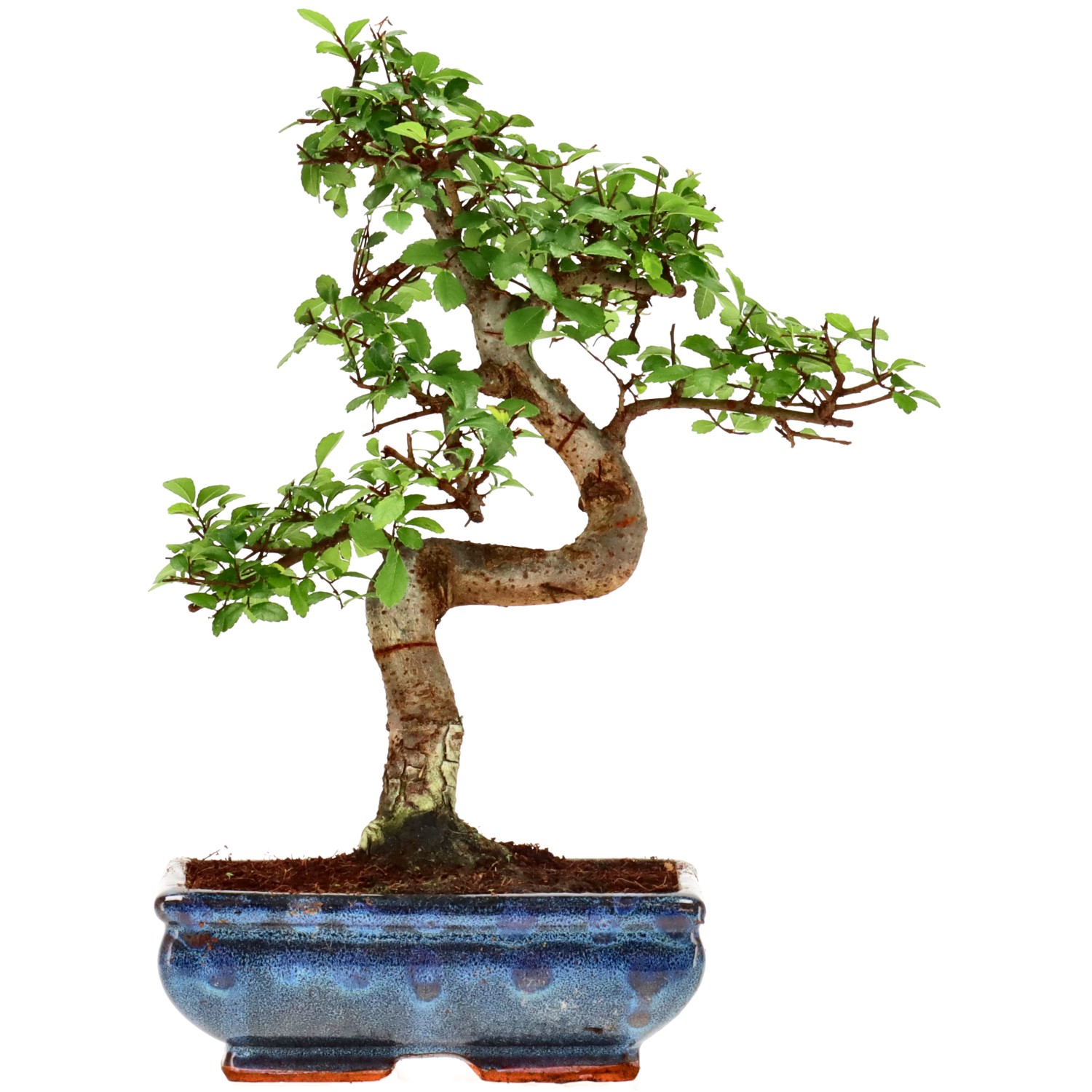 Olmo chino, aprox. 9 años (29 cm)