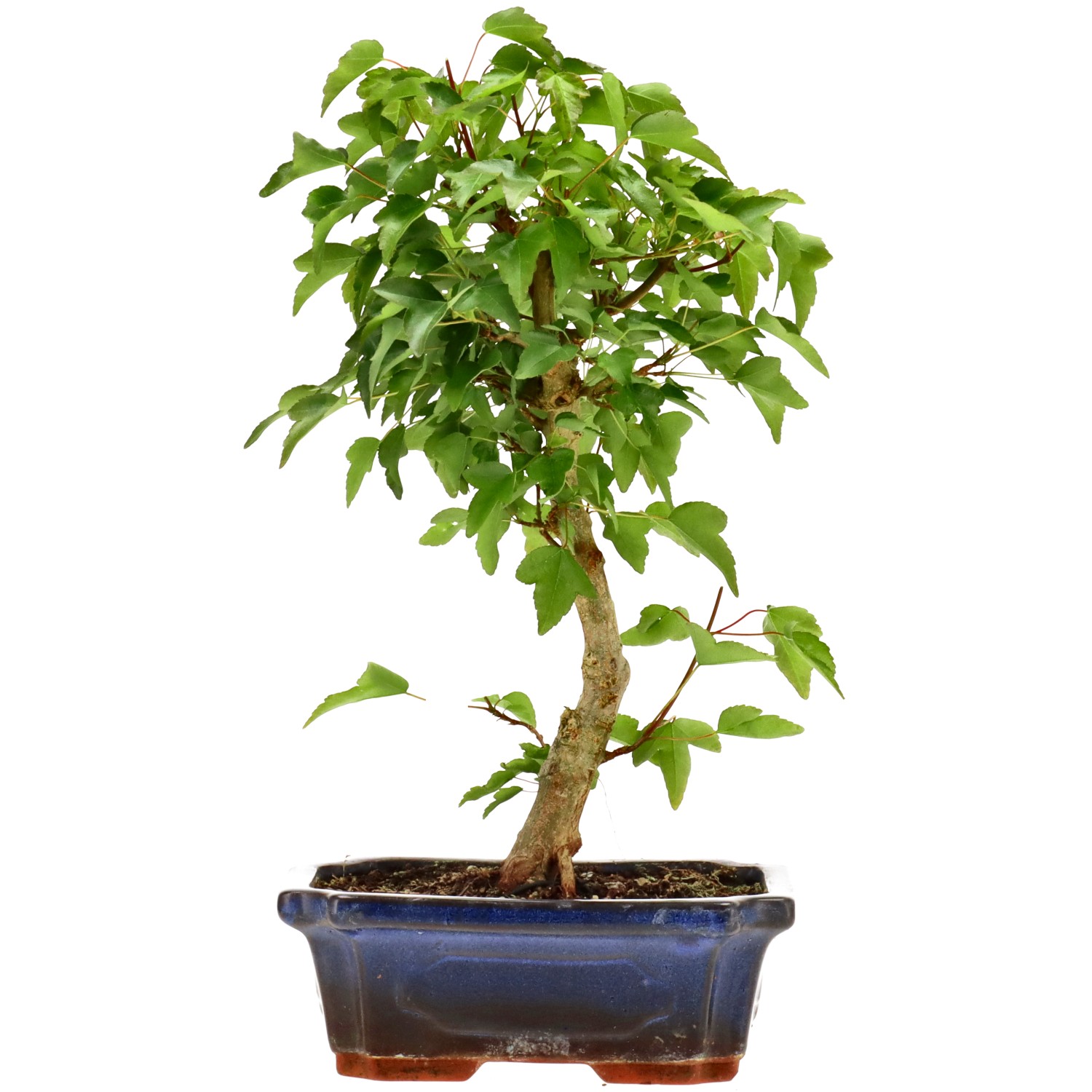 Acero tridente, ca. 9 anni (30 cm)