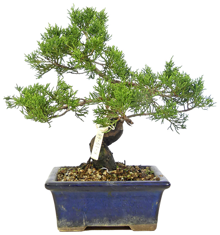 bonsai.fallbackImageTitle bonsai.fallbackImageTitle