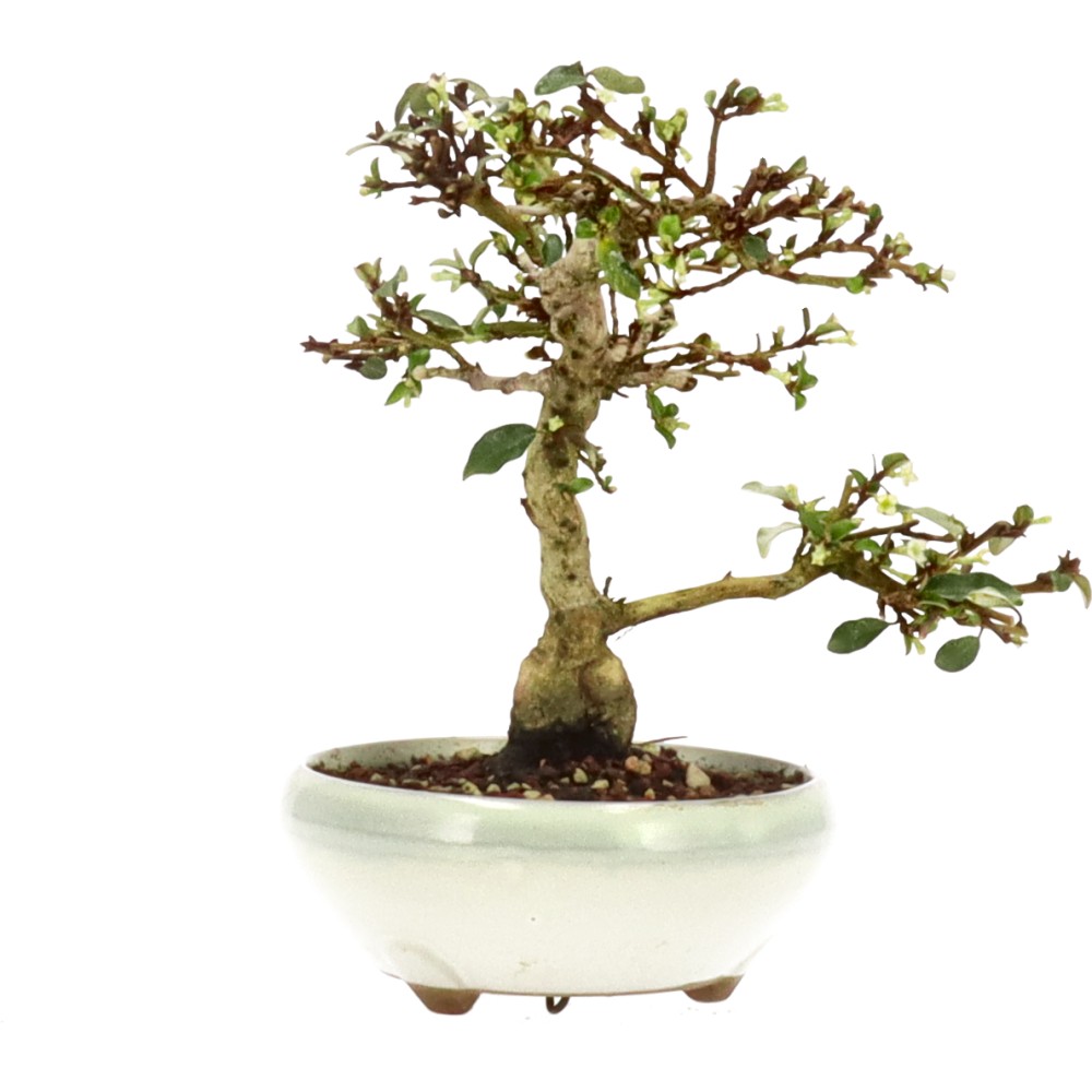 bonsai.fallbackImageTitle bonsai.fallbackImageTitle