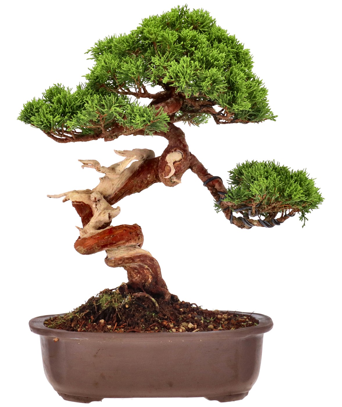 bonsai.fallbackImageTitle bonsai.fallbackImageTitle