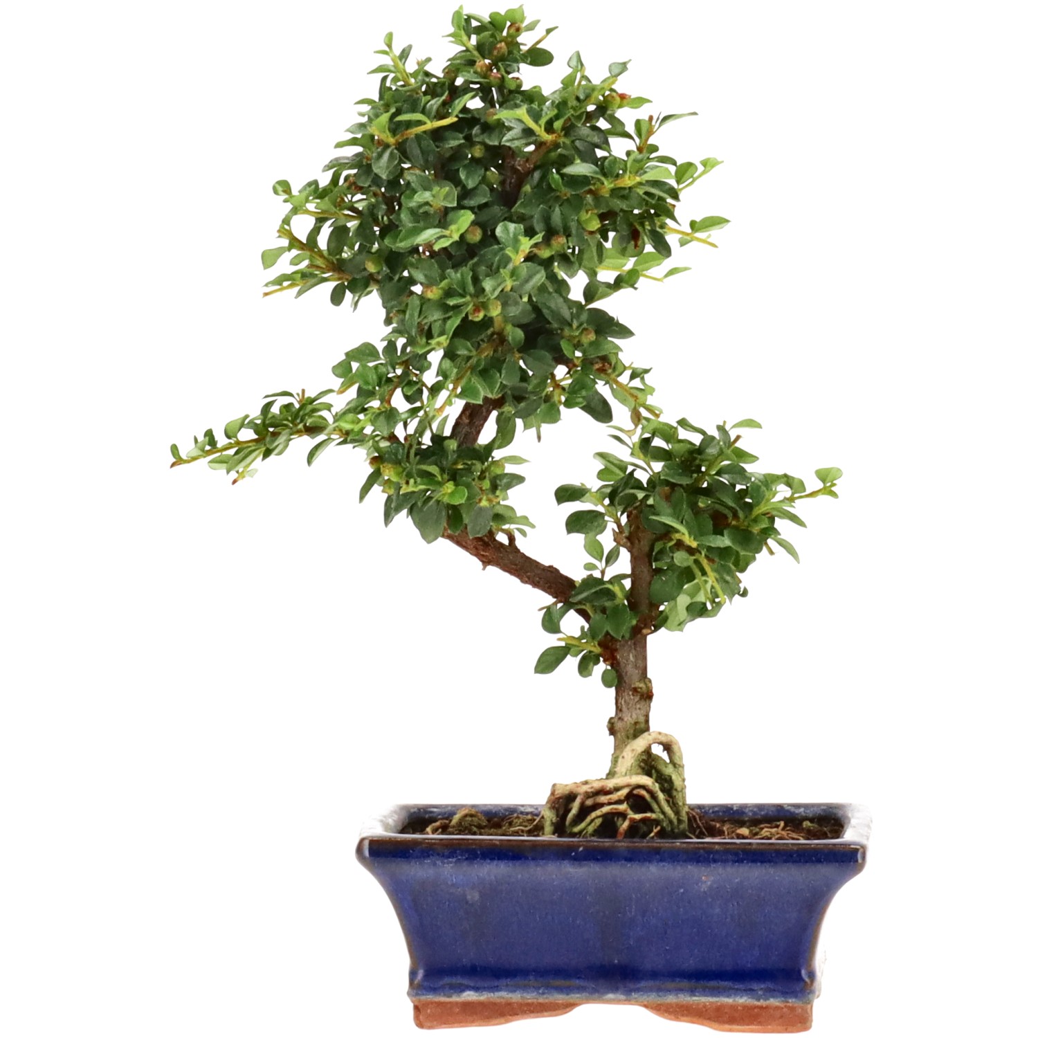 Cotoneaster microphylla, env. 7 ans (24 cm)