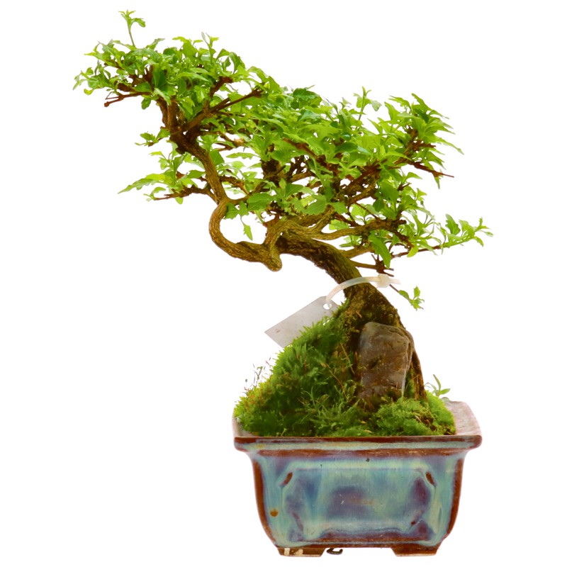 bonsai.fallbackImageTitle bonsai.fallbackImageTitle