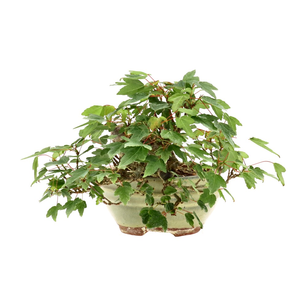 bonsai.fallbackImageTitle bonsai.fallbackImageTitle