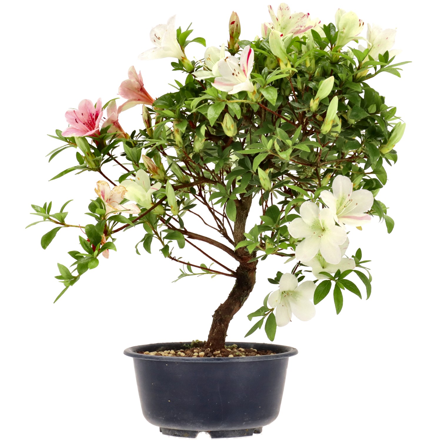 Jap. Azalee, ca. 8 J. (27 cm)