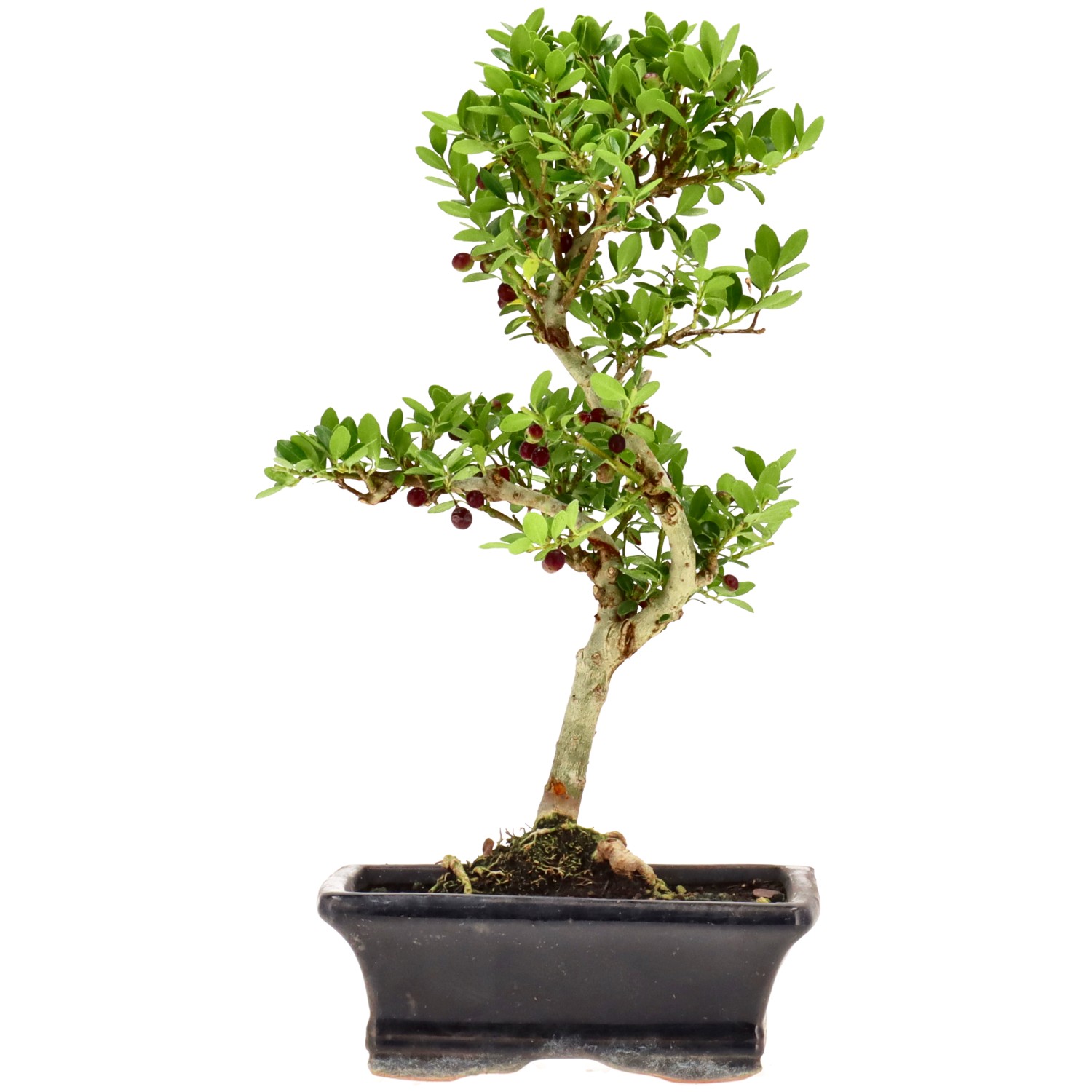Japanese Holly, approx. 7 y. (26 cm)