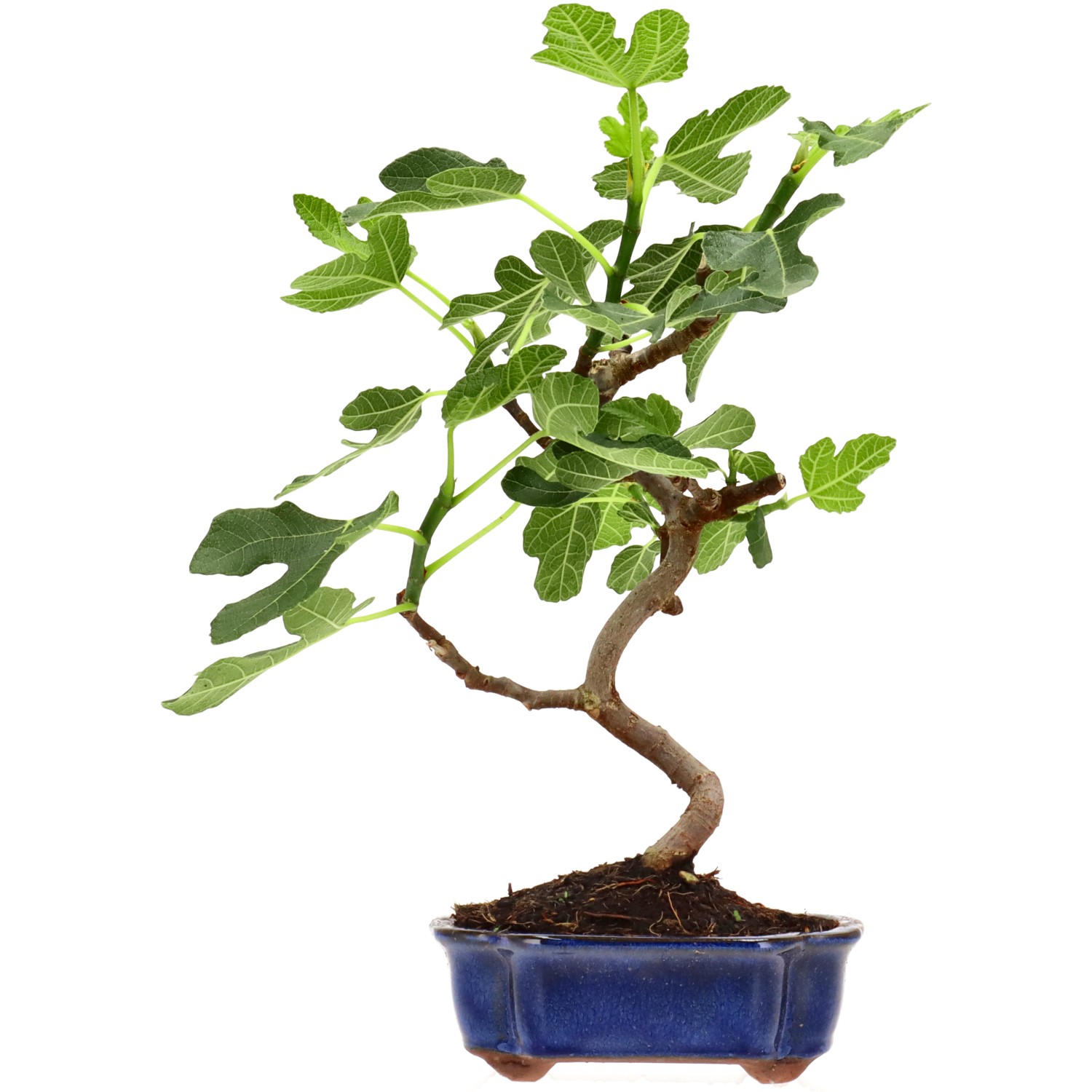 Ficus carica, env. 7 ans (32 cm)