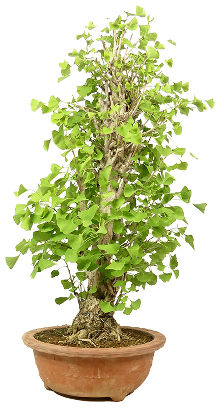 Ginkgo biloba, ca. 20 anni (84 cm)