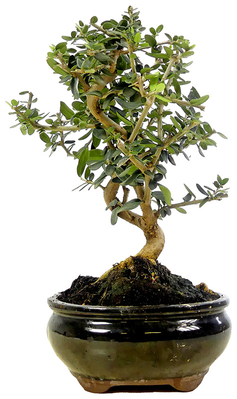 Wildolive, ca. 8 Jahre (25 cm)