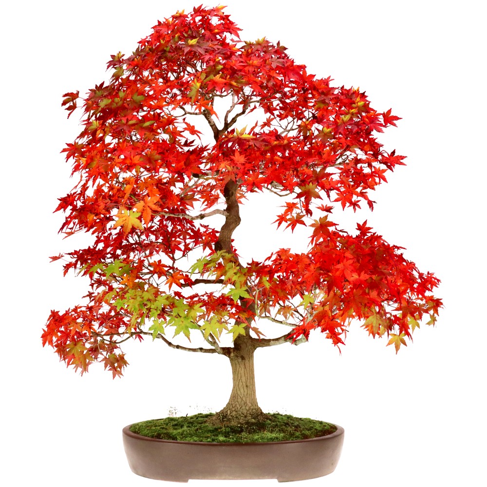 bonsai.fallbackImageTitle bonsai.fallbackImageTitle