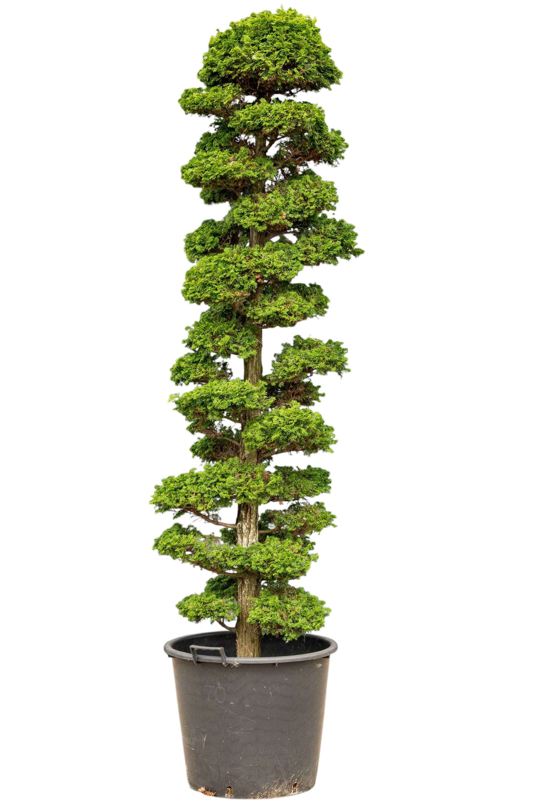 bonsai.fallbackImageTitle bonsai.fallbackImageTitle