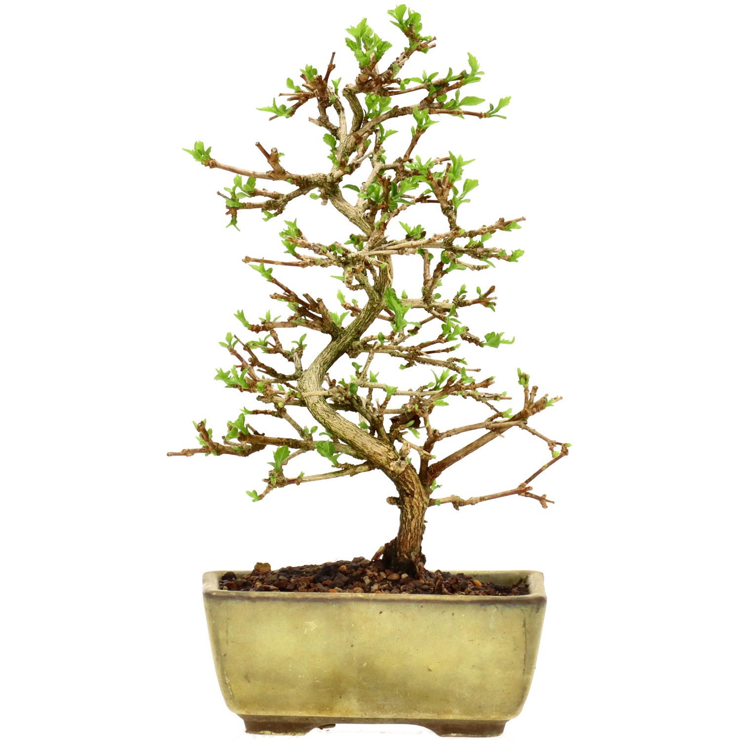 Premna japonica, env. 8 ans (20 cm)