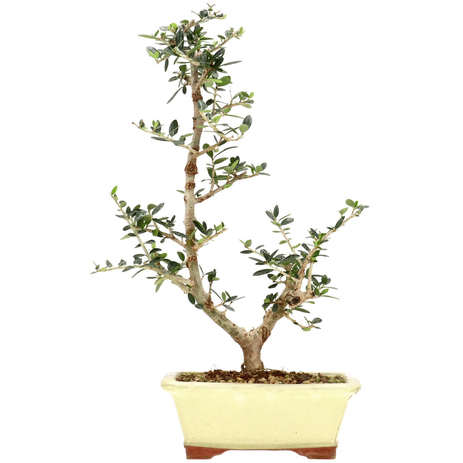 Olea sylvestris, ca. 8 anni (37 cm)