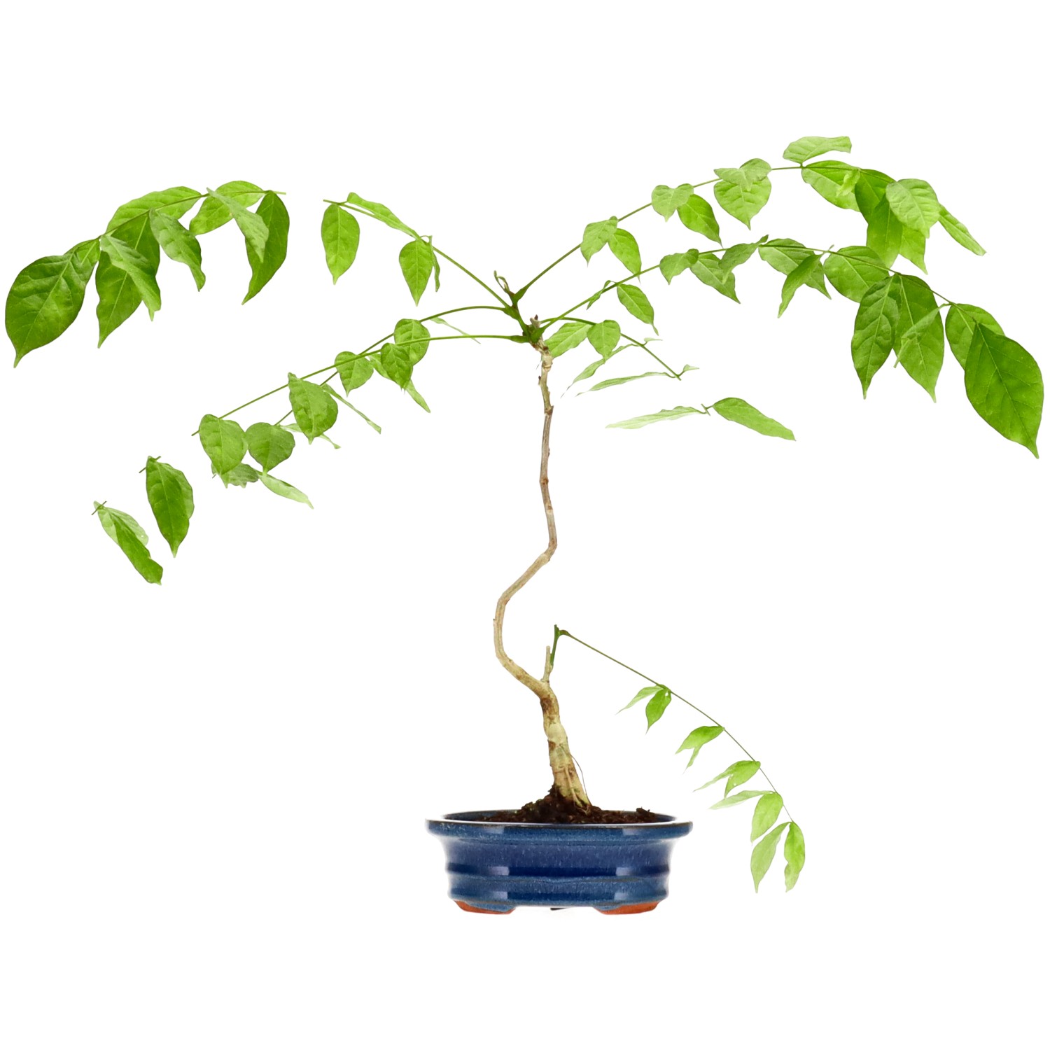 Glicinia, aprox. 5 años (31 cm)