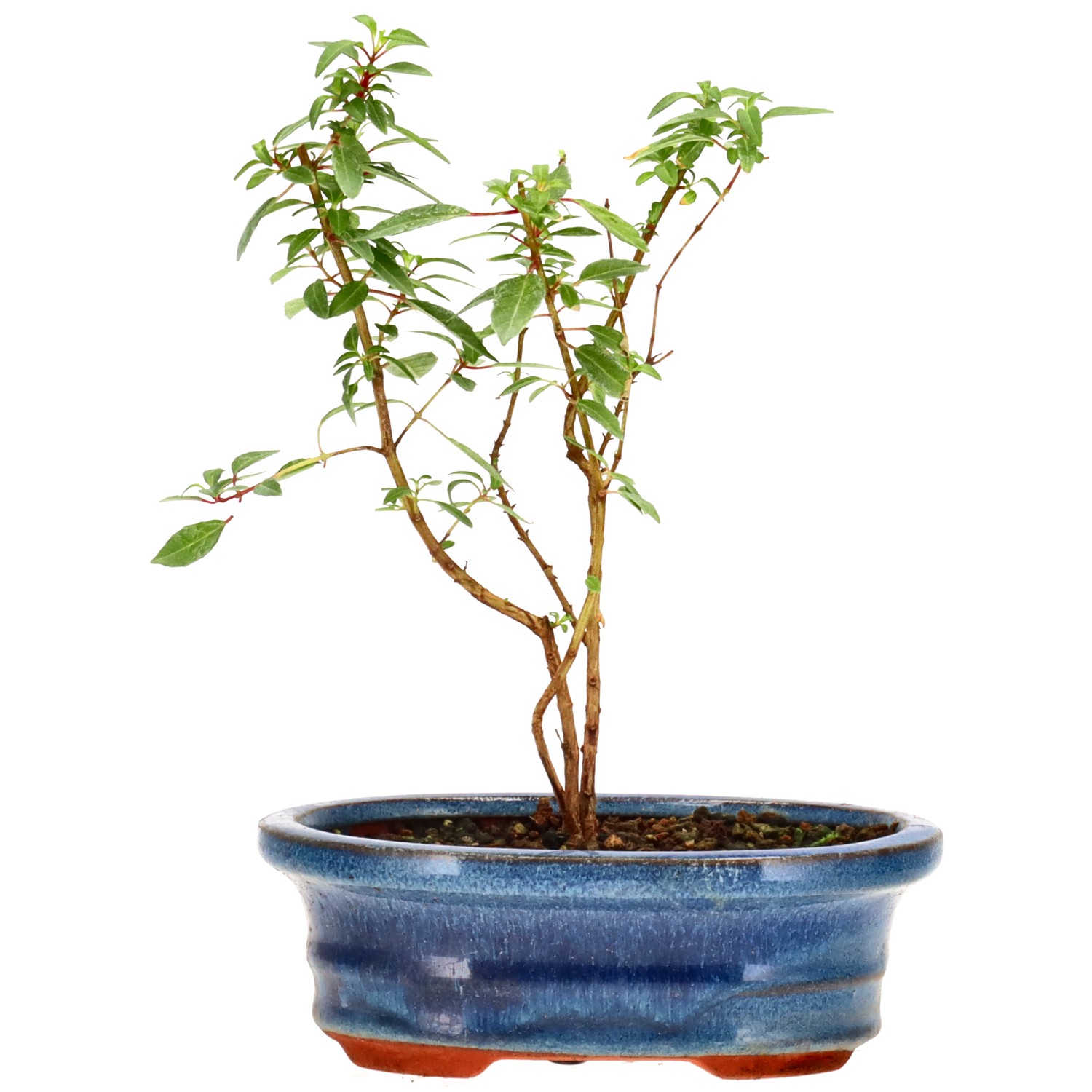 Fuchsia, ca. 2 j. (18 cm)