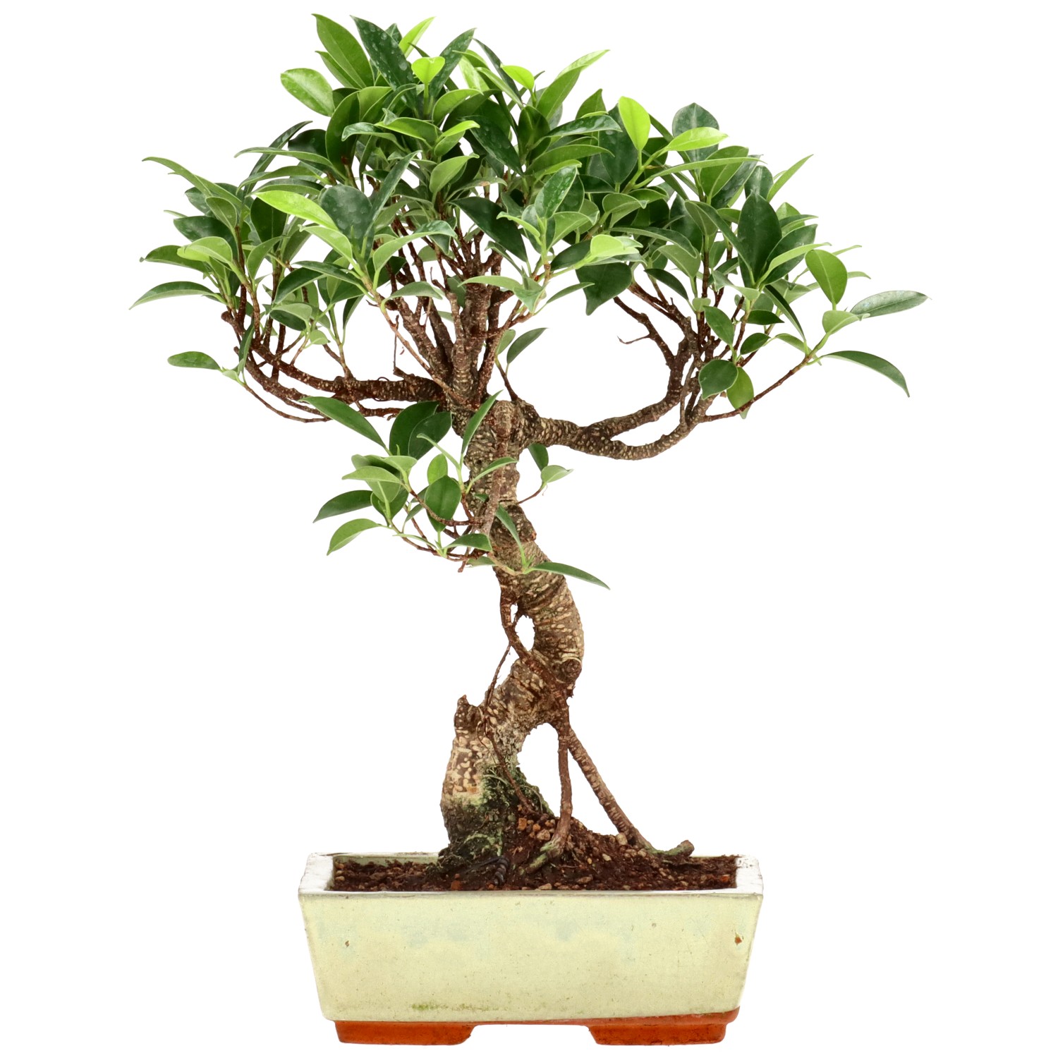 Ficus Retusa, aprox. 9 años (31 cm)