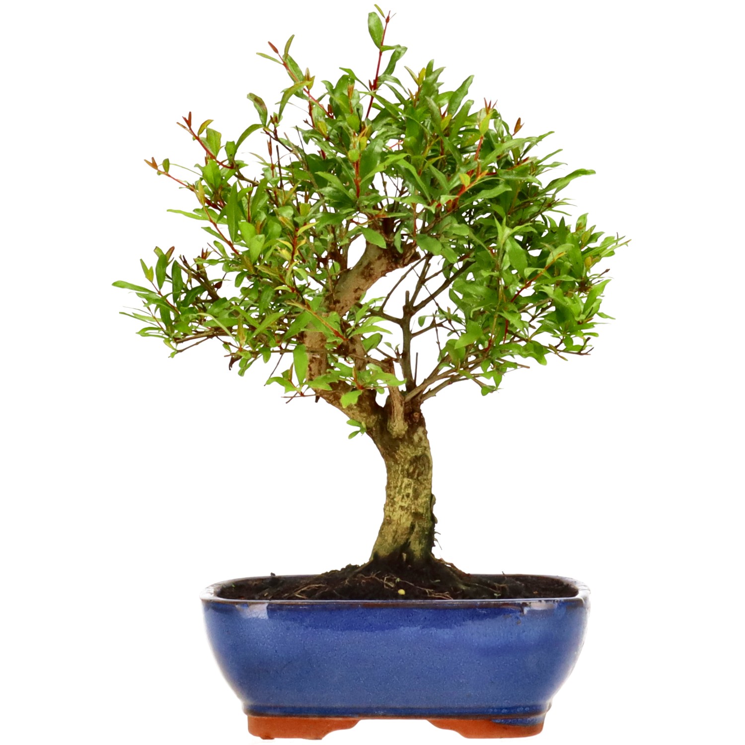 Granatapfel, ca. 9 J. (26 cm)