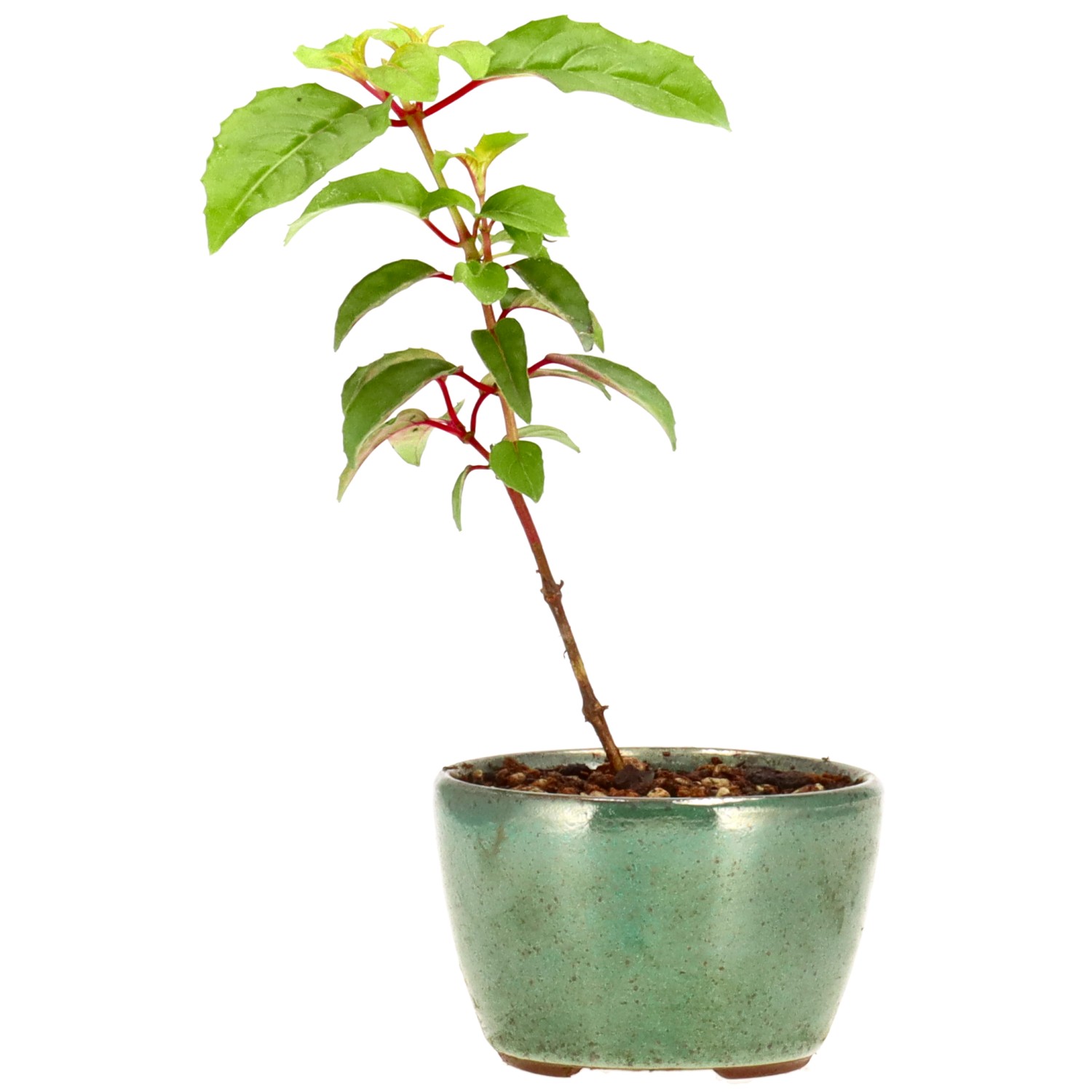 Fuchsie 'Genii', ca. 2 J. (13 cm)