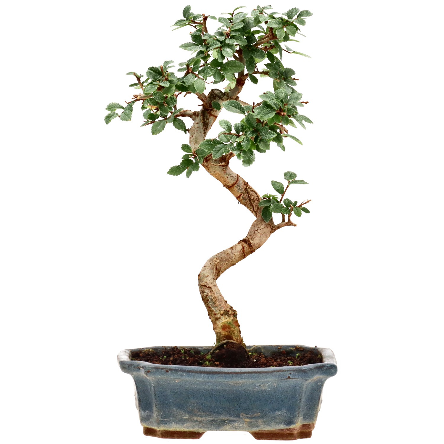 Olmo chino, aprox. 9 años (27 cm)