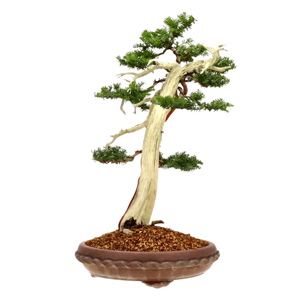 bonsai.fallbackImageTitle