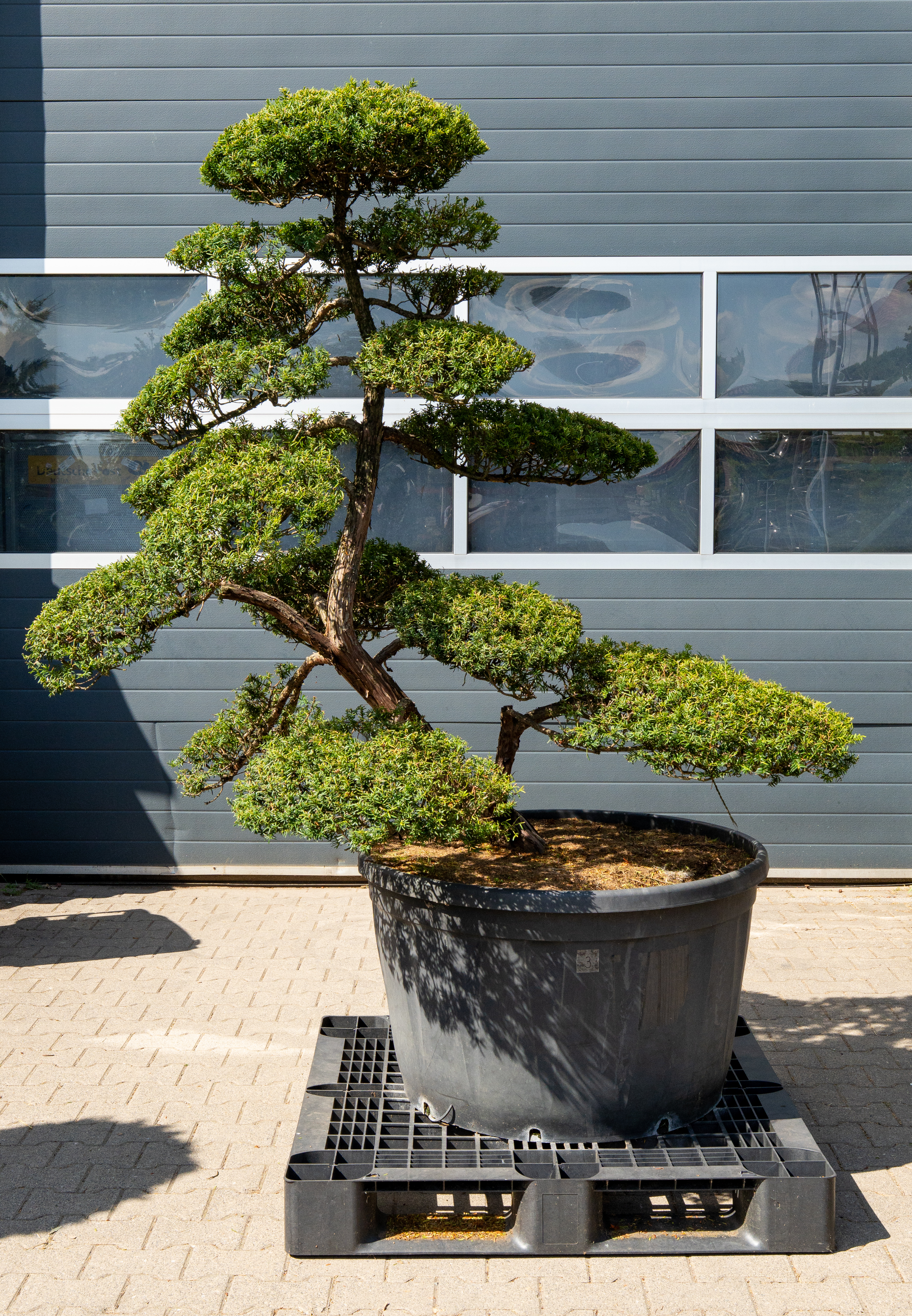 Gartenbonsai - Taxus cuspidata, ca. 40 Jahre (175 cm)