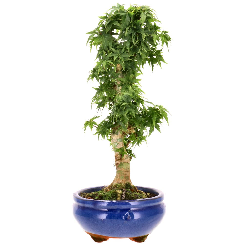 bonsai.fallbackImageTitle