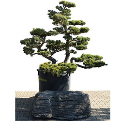 Gartenbonsai