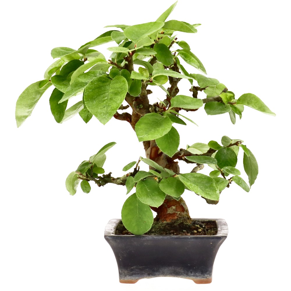 bonsai.fallbackImageTitle bonsai.fallbackImageTitle