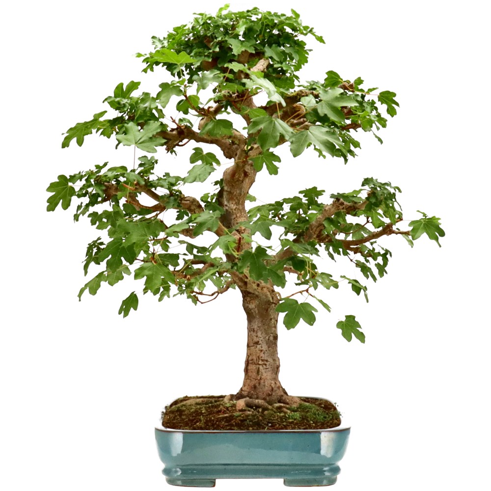 Feldahorn, ca. 35 J. (73 cm)