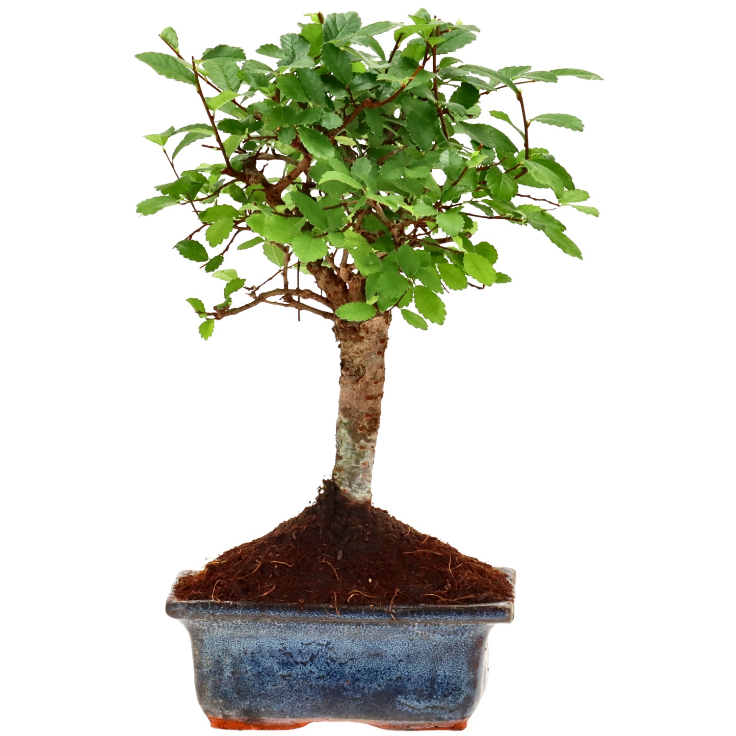 Chin. Ulme, ca. 6 J. (20 cm)