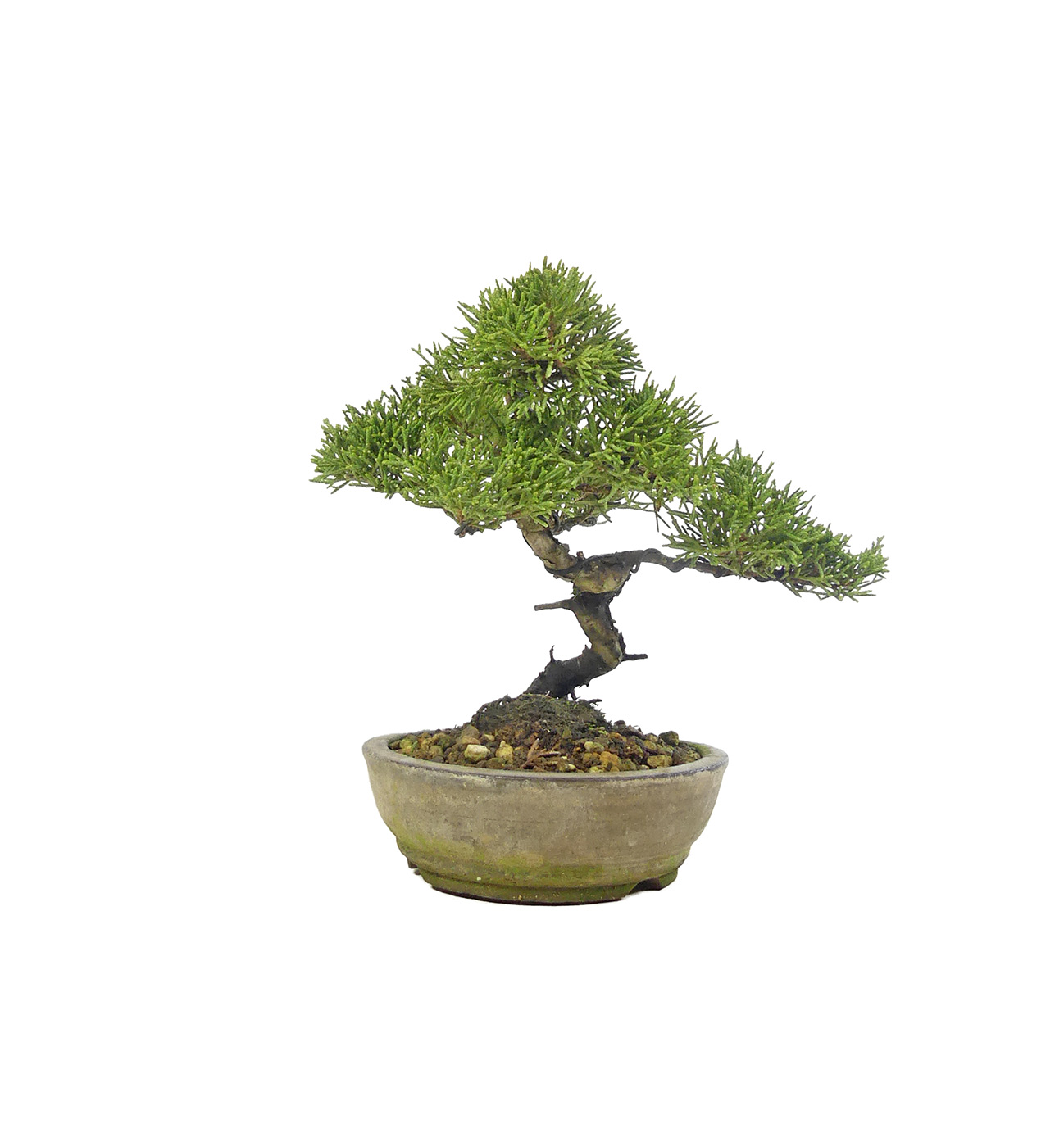bonsai.fallbackImageTitle bonsai.fallbackImageTitle