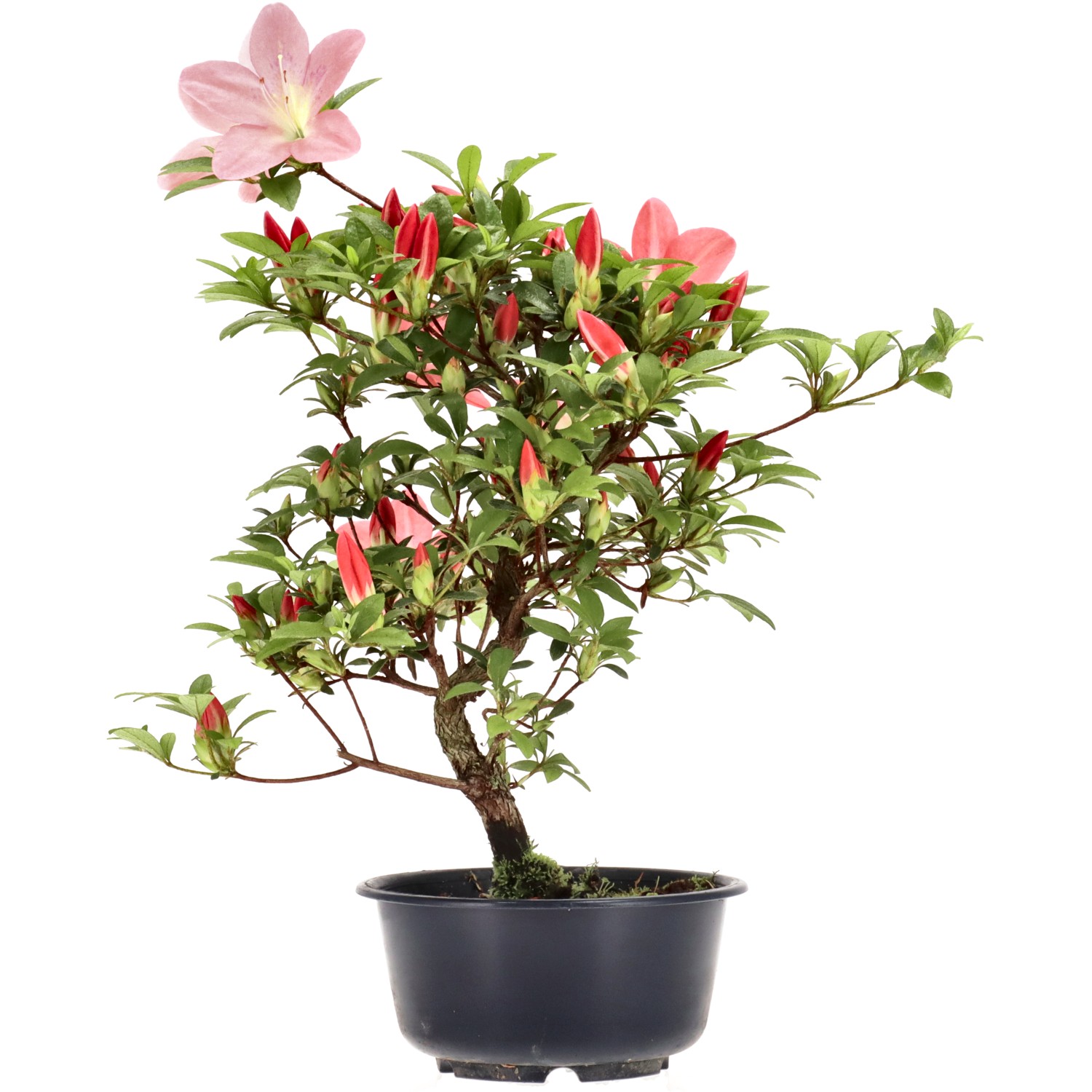 Jap. Azalee, ca. 8 J. (32 cm)