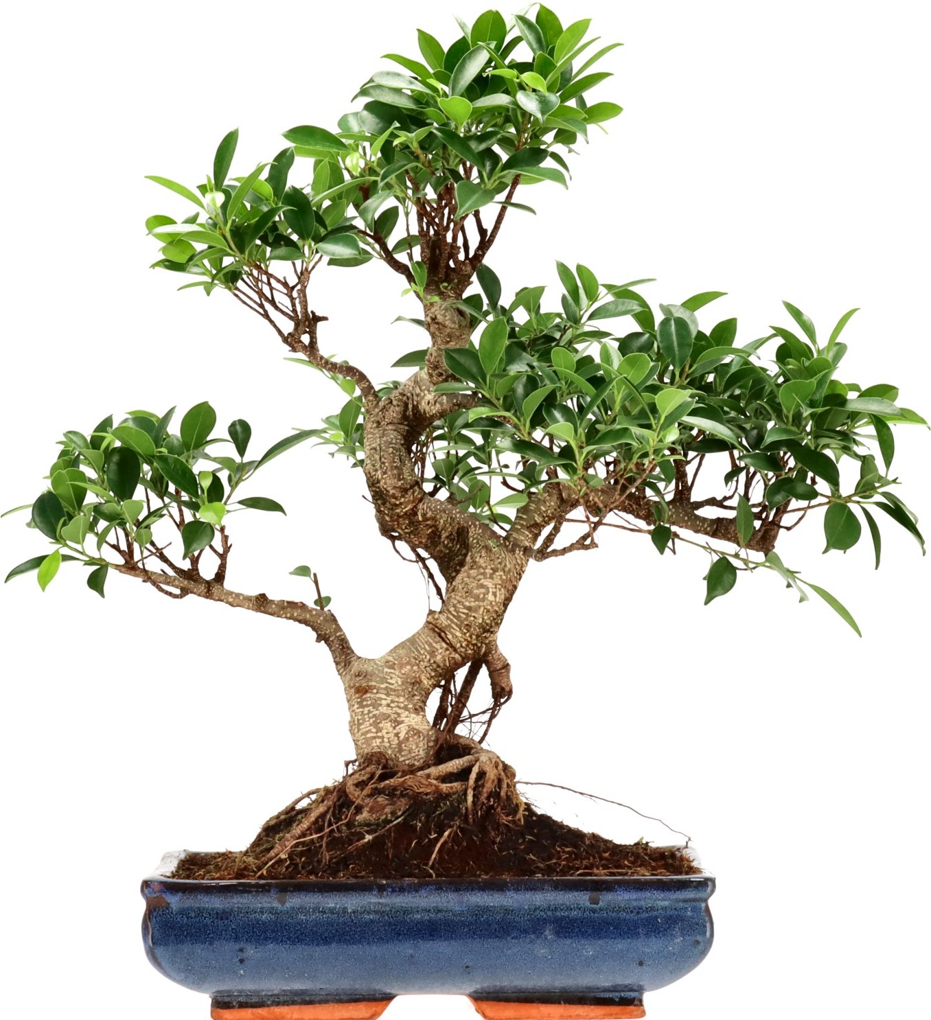 [Z016] Ficus Retusa, aprox. 16 annos