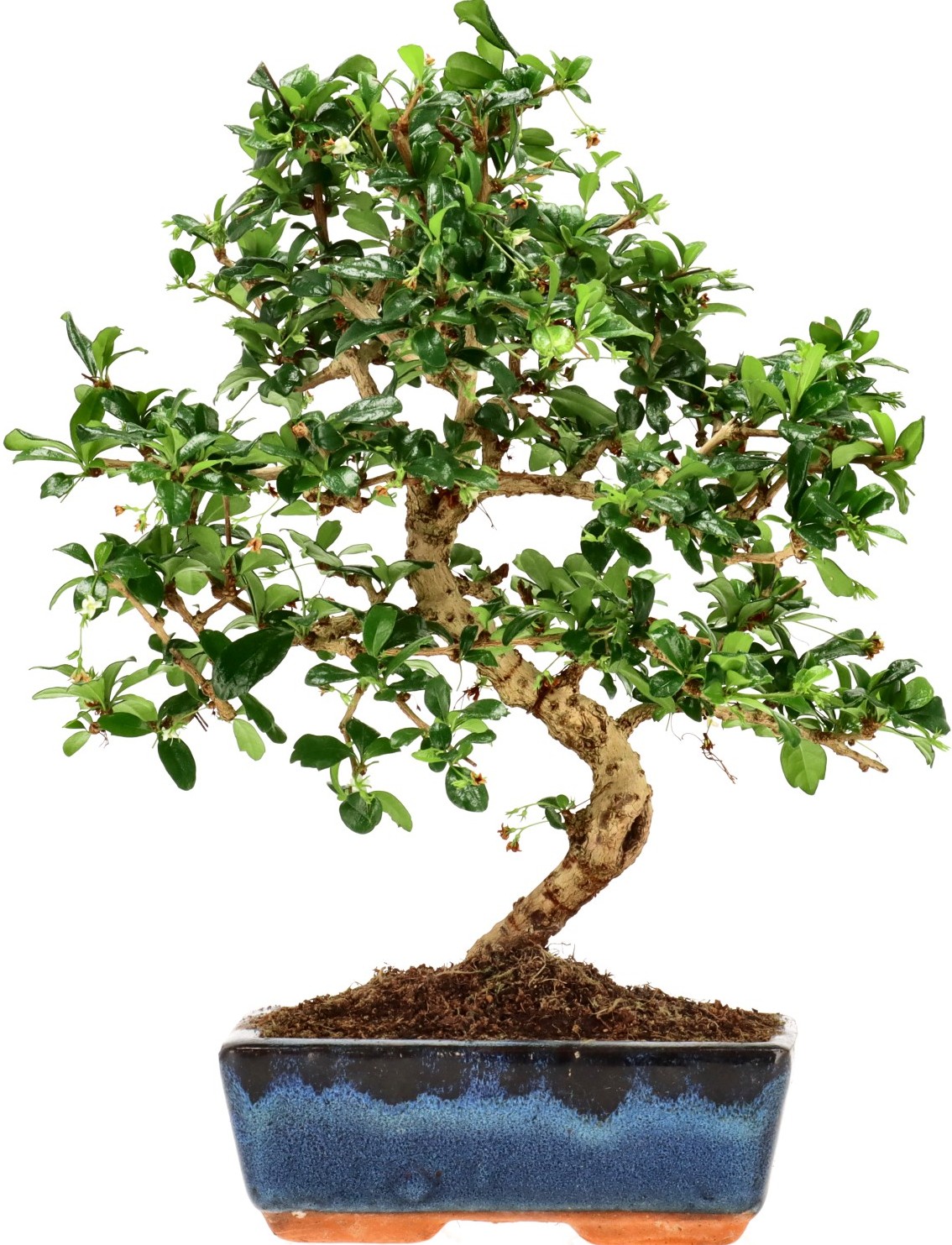 [Z016] Fukien Tea, approx. 10 years