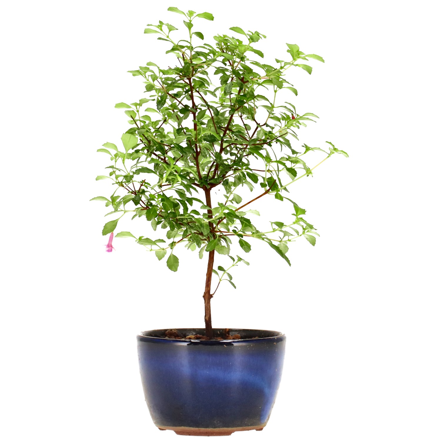 Fuchsie, ca. 2 J. (17 cm)