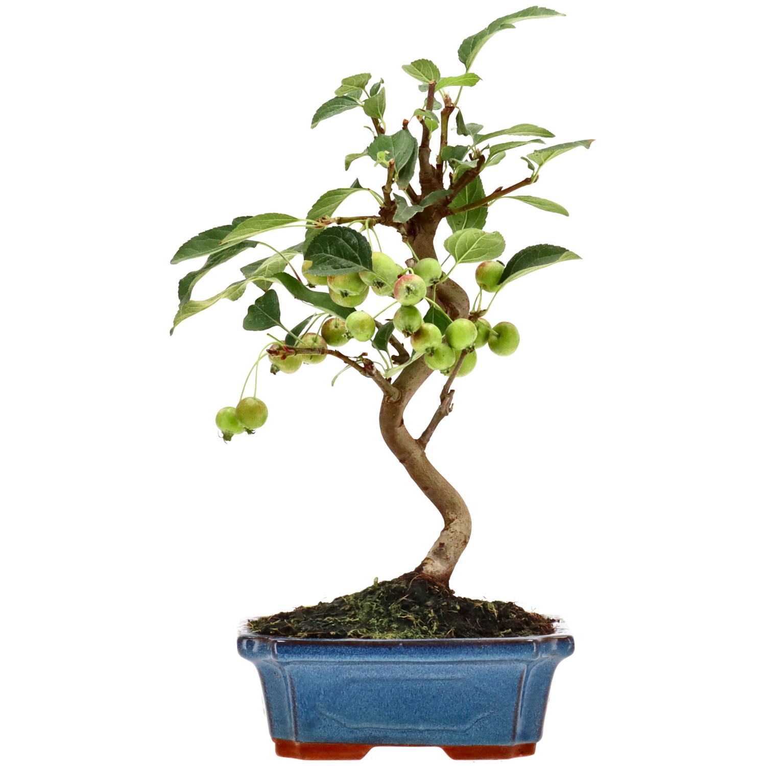 Manzano silvestre, aprox. 10 años (31 cm)