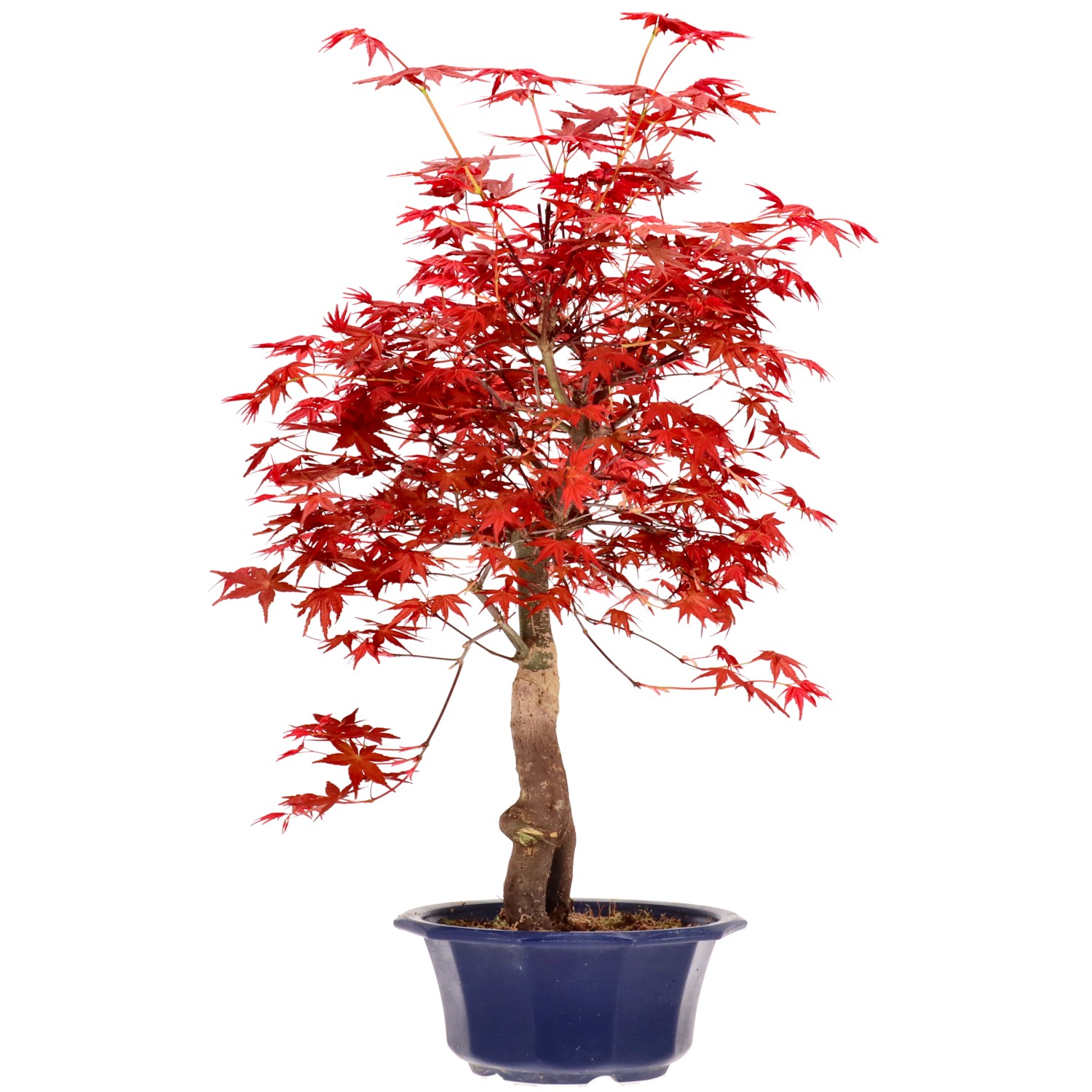 Érable du Japon (Deshojo), greffé, env. 16 ans (52 cm)