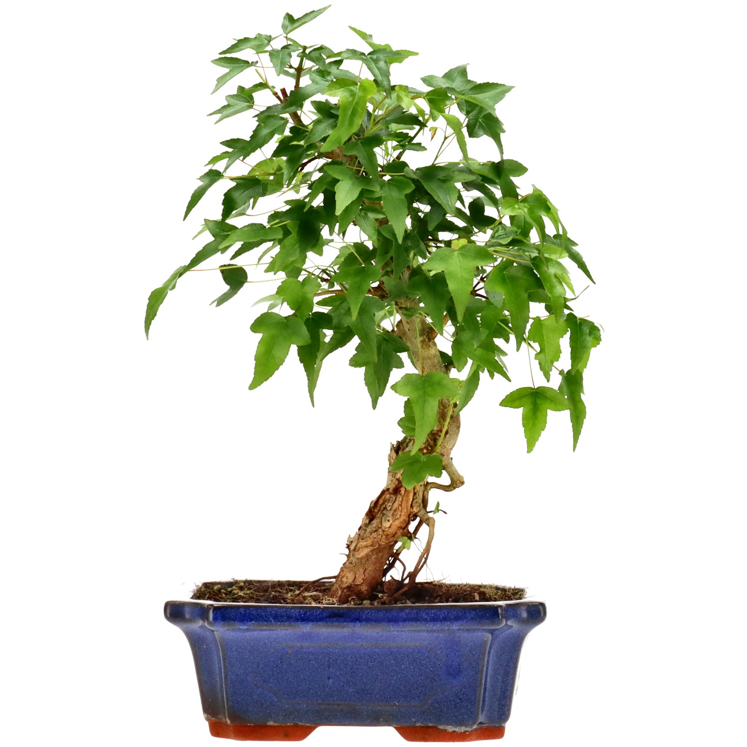 Acero tridente, ca. 9 anni (28 cm)