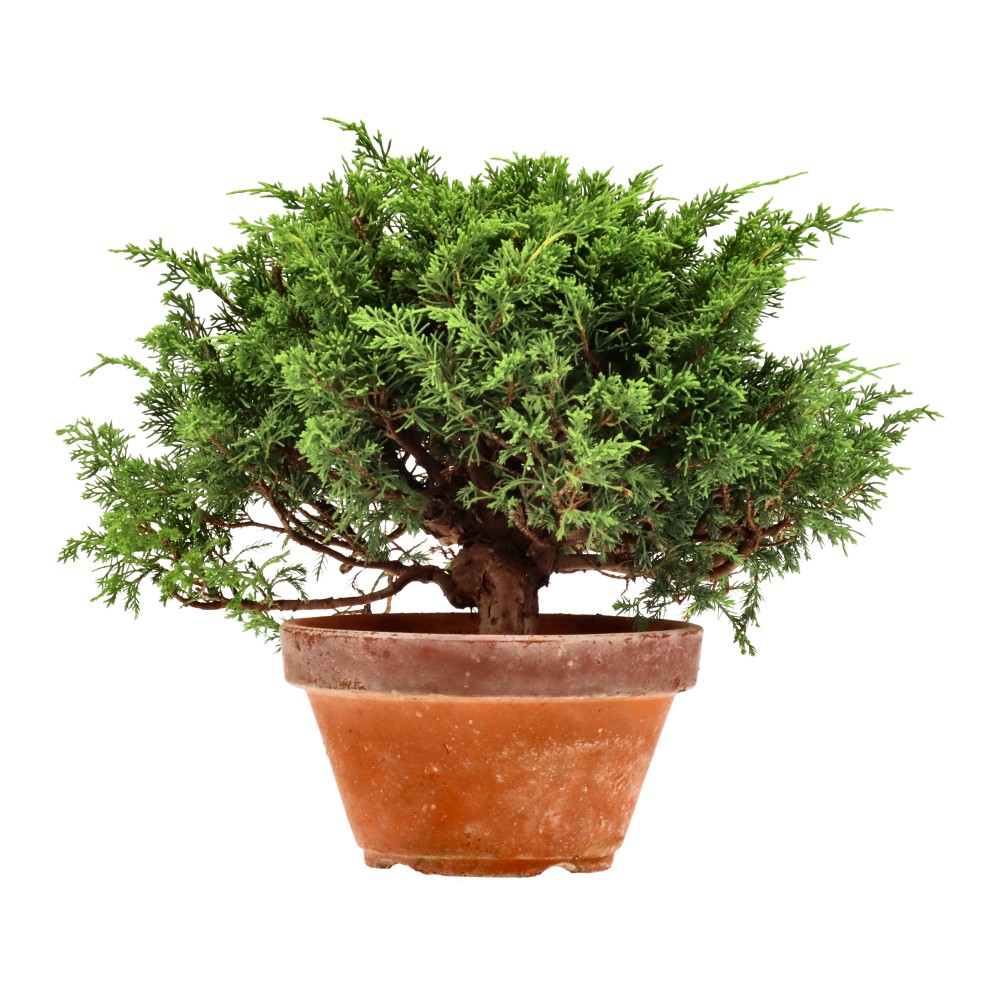 Genévrier de Chine, env. 20 ans (25 cm)