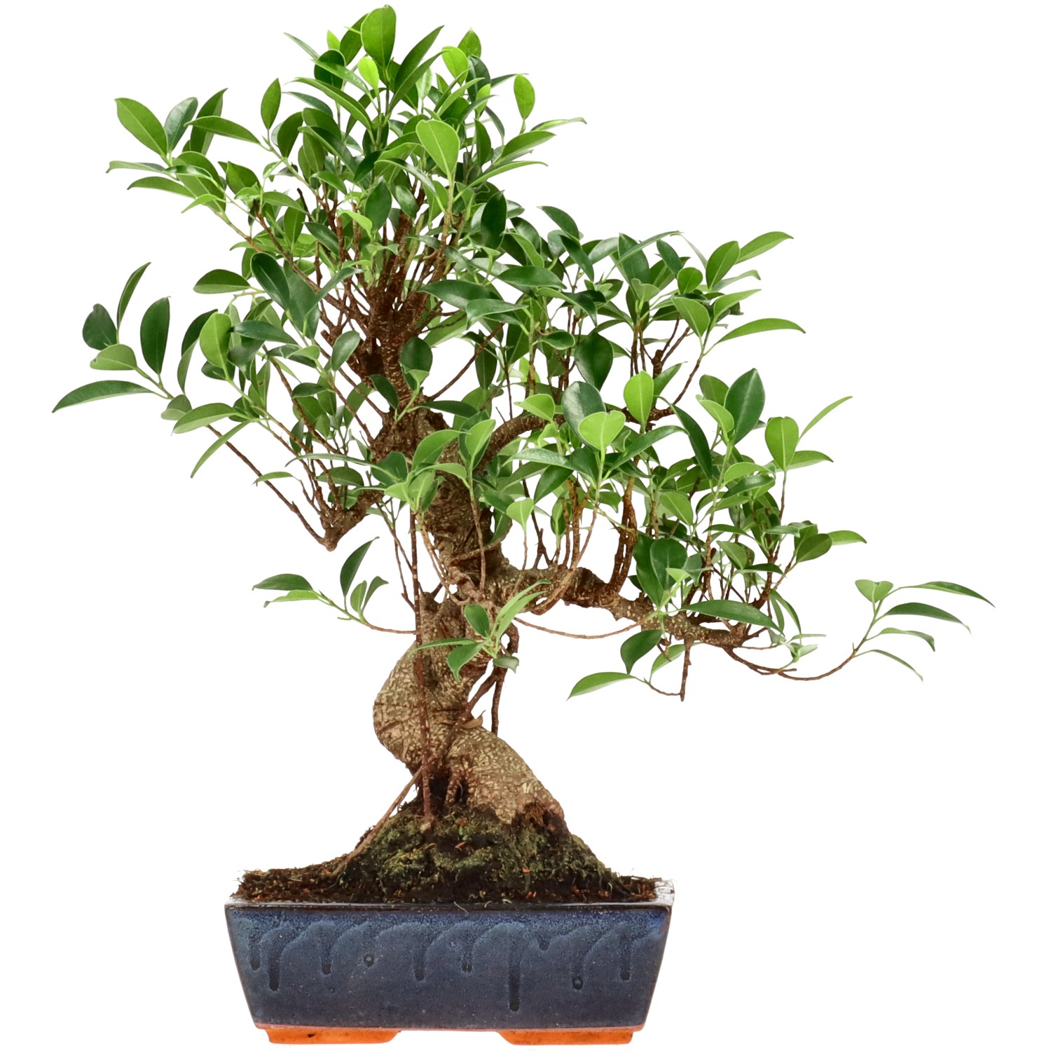 Ficus Retusa, ca. 14 anni (45 cm)