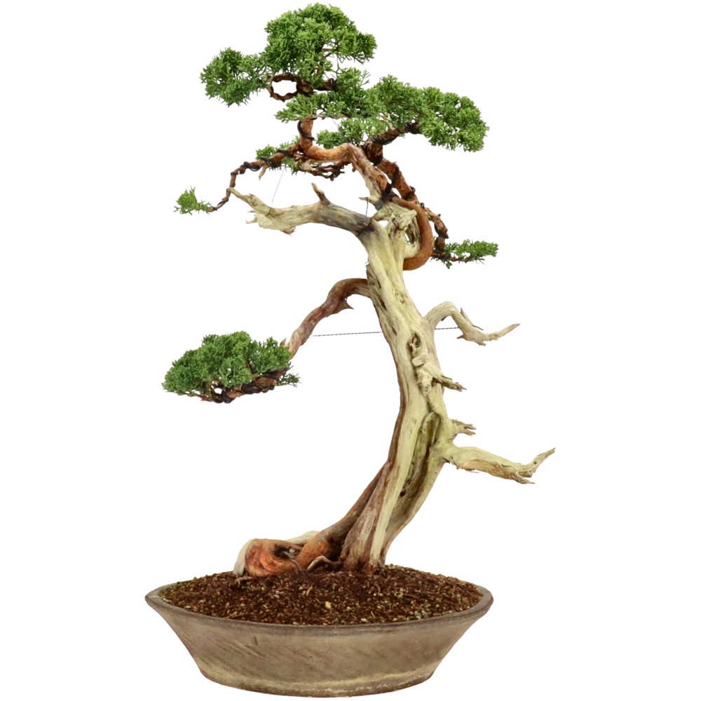 bonsai.fallbackImageTitle