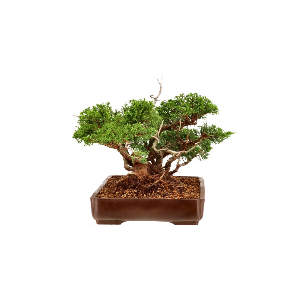 Chin. Wacholder, ca. 35 J. (30 cm)