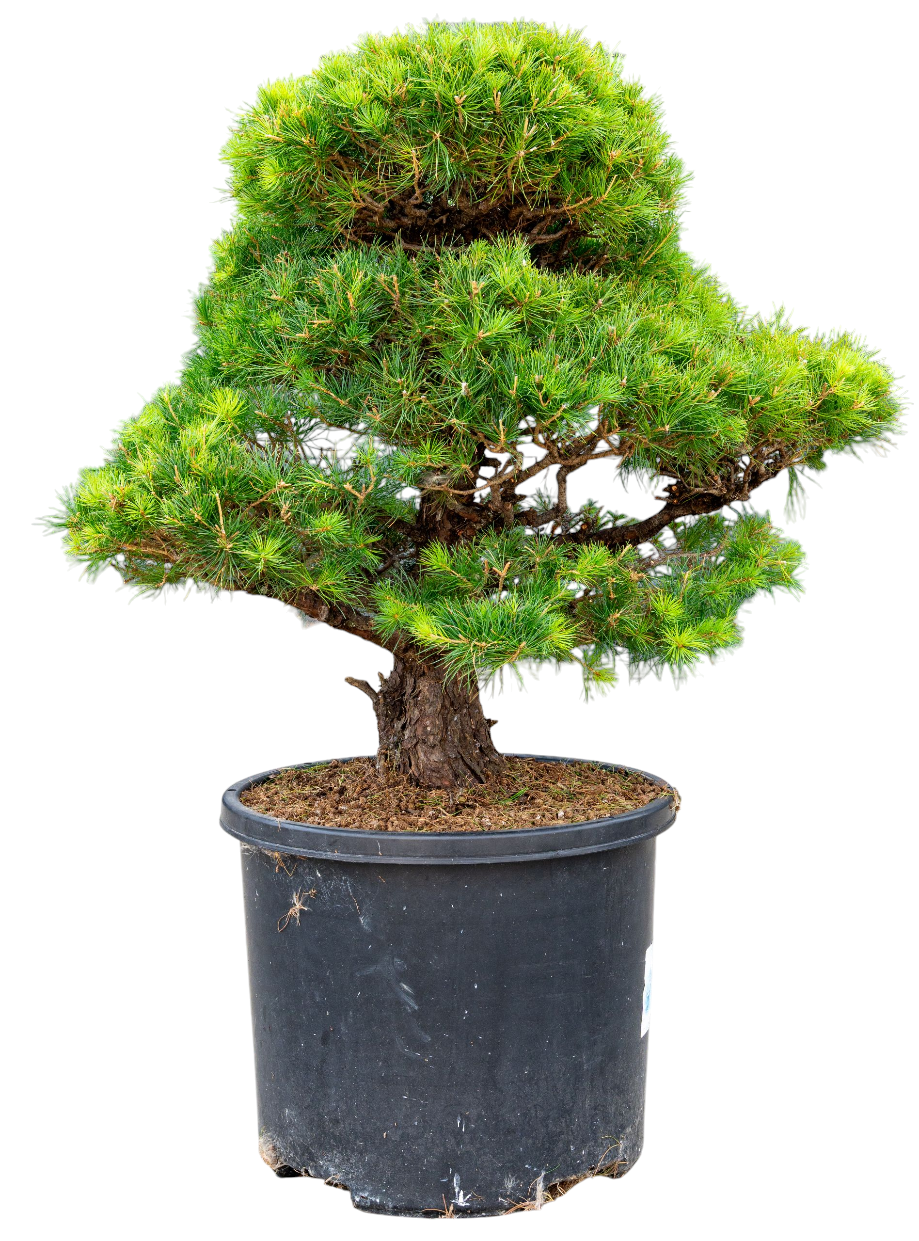 Tuinbonsai - Pinus, ca. 30 jaar