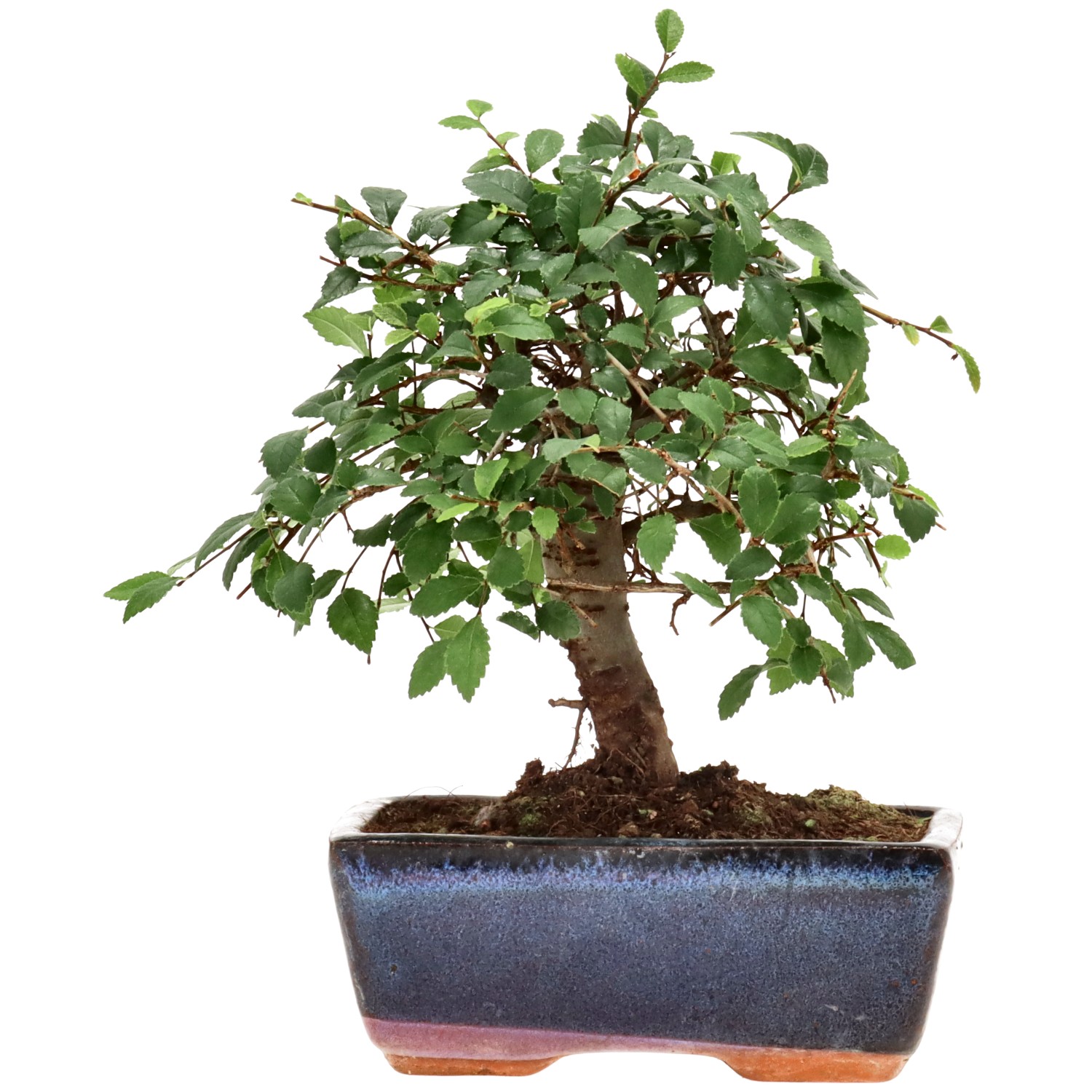 Orme de Chine, env. 7 ans (18 cm)